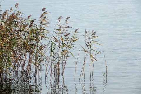 Reed (Phragmites australis) in the Bodden landscape at Meinigenbrücke near Zingst,