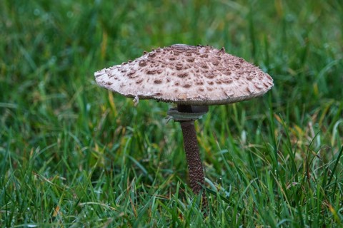 Mushroom, giant parasol (Macrolepiota procera), standing in the grass, Mecklenburg-Vorpommern,