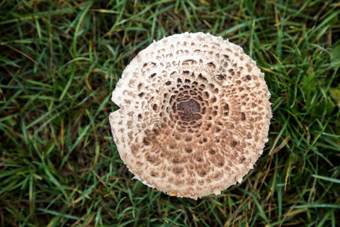 Mushroom, giant parasol (Macrolepiota procera), standing in the grass, top view,