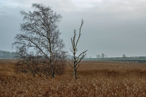 Birch (Betula) in winter, standing in the reeds, near Meiningenbrücke, Fischland-Darß-Zingst,