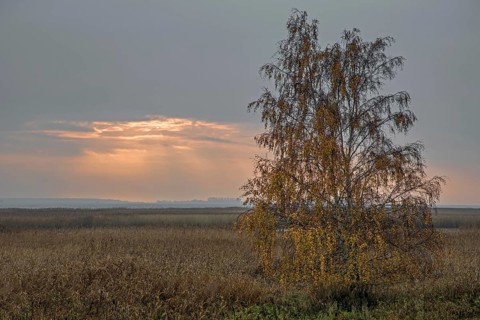 Birch (Betula) in autumn colours, evening sun shining through clouds, evening light, sunset, near