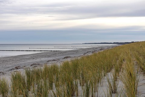 Sandy beach beach with marram grass (Ammophila), Zingst, Fischland-Darß-Zingst, Vorpommersche