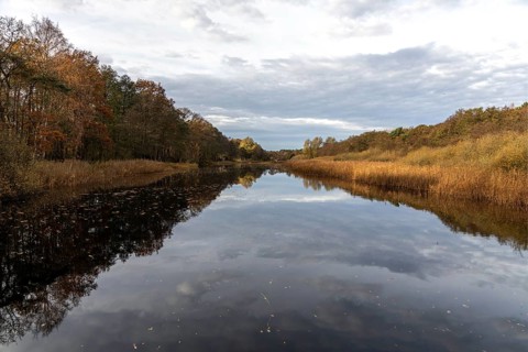 Autumn forest and reeds, autumn-colored trees, reflected in the water, near Prerow,