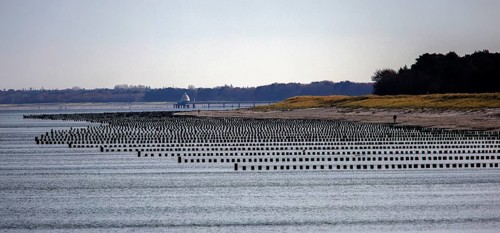 View from the pier to the beach and groves, panorama, Prerow, Fischland-Darß-Zingst, Western