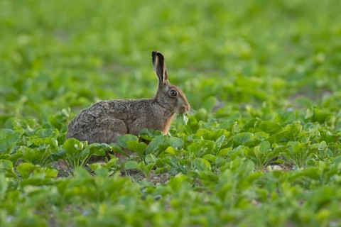 European brown hare (Lepus europaeus) adult animal eating in a sugar beet crop farmland field in