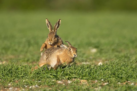 European brown hare (Lepus europaeus) two adult animals running in a farmland cereal field in