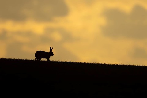 European brown hare (Lepus europaeus) silhouette of an adult animal on a ridge in a farmland cereal