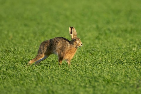 European brown hare (Lepus europaeus) adult animal eating in a farmland cereal field in springtime,