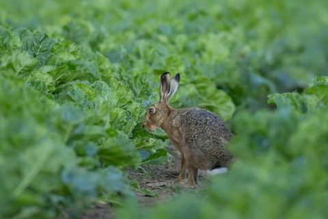 European brown hare (Lepus europaeus) adult animal in a sugar beet crop farmland field in summer,