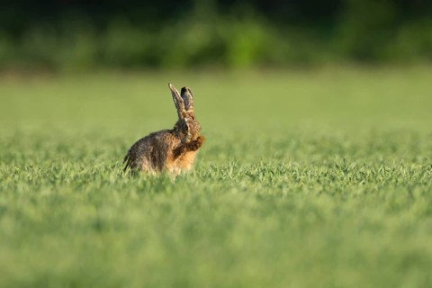 European brown hare (Lepus europaeus) adult animal washing its face in a farmland cereal field in