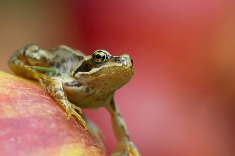 Common frog (Rana temporaria) adult amphibian on a fallen red apple in a garden in summer, England,