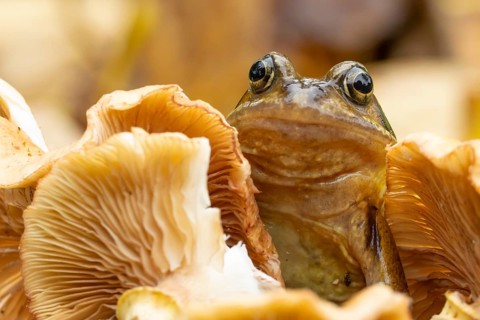 Common frog (Rana temporaria) adult amphibian on a fungi or mushroom in autumn, England, United