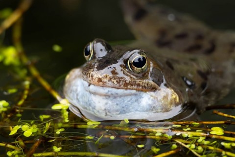 Common frog (Rana temporaria) adult amphibian on the water surface of a pond making a croaking