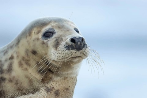 Atlantic grey seal (Halichoerus grypus) adult animal head portrait, England, United Kingdom