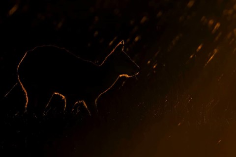 Chinese water deer (Hydropotes inermis) adult animal backlit in a marshland field at sunset,