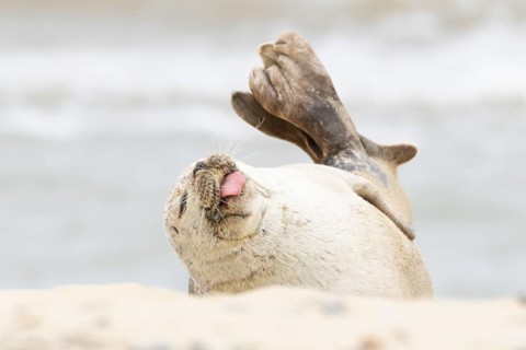 Common or Habor seal (Phoca vitulina) adult animal sleeping with its tongue sticking out on the