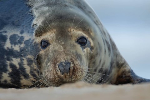 Atlantic grey seal (Halichoerus grypus) adult animal head portrait on a beach, England, United