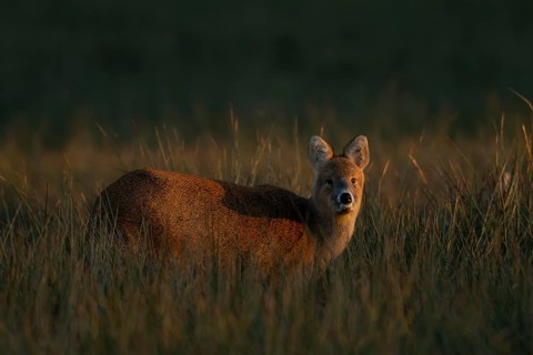Chinese water deer (Hydropotes inermis) adult animal in a marshland field, England, United Kingdom