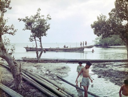 Harvesting timber stilt poles from magnrove and transporting by canoe, Malaya, Malaysia, south east