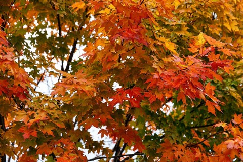 Autumn leaves, Indian summer, maple leaves (acer), yellow, orange, green, Sugar Hill viewing