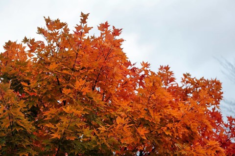 Bright orange-red autumn colours of a maple tree (acer), autumn leaves, Indian summer, Sugar Hill