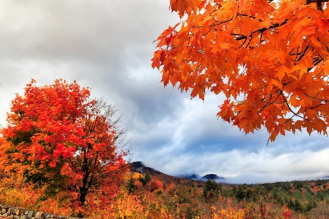 Bright orange-red autumn colours, maple tree (acer), autumn leaves, Indian summer, Sugar Hill