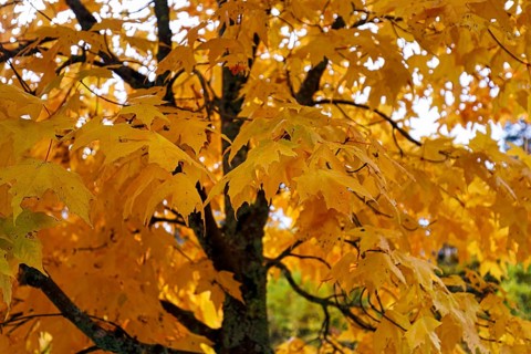 Intense yellow autumn colours, maple tree (acer), autumn leaves, detail, Indian Summer, Sugar Hill