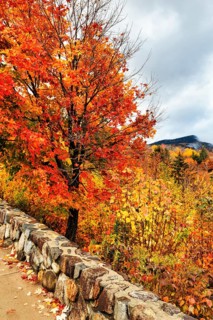 Bright orange-red autumn colours of a maple tree (acer), autumn leaves, Indian summer, Sugar Hill