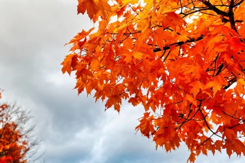 Bright orange-red autumn colours, maple tree (acer), detail, autumn leaves, Indian summer, Sugar