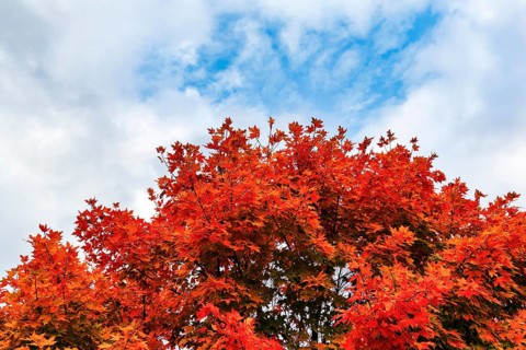 Bright orange-red autumn colours of a maple tree (acer), autumn leaves, detail, Indian Summer,