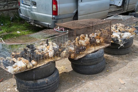 Three cages full of chicks and chickens on tires next to each other, Koda, Lower Kartli region,