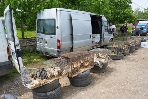 Van with open doors. Cages with chickens and chicks on tires in front of it, Koda, Lower Kartli