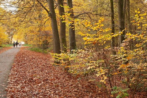 Autumn foliage, Stikelkamper Wald, Leer District, East Frisia, Lower Saxony, Germany