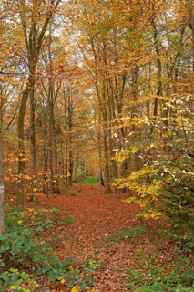 Autumn foliage, Stikelkamper Wald, Leer District, East Frisia, Lower Saxony, Germany