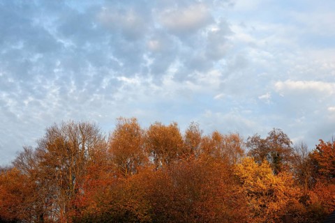 Autumn foliage, Moormerland, Leer District, East Frisia, Lower Saxony, Germany