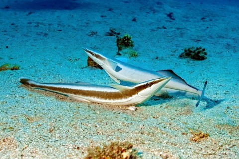 Underwater photo of two specimens Live sharksucker (Echeneis naucrates) lying on shallow not deep