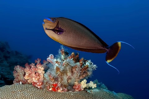 Masked Nose Surgeonfish (Naso vlamingii) Large-nosed Surgeonfish swimming over colourful coral