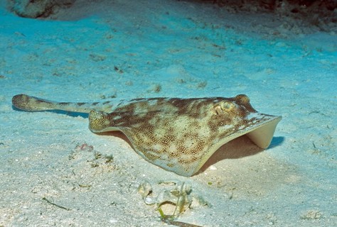 Underwater photo of yellow Jamaican stingray (Urobatis jamaicensis) Stingray, dangerous marine