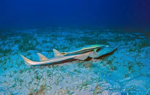 Underwater photo Halavi guitarfish (Glaucostegus halavi), synonym (Rhinobatos halavi) with two