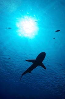 Underwater photo silhouette of big shark (Cargachrhinus) swimming under sea surface above sun
