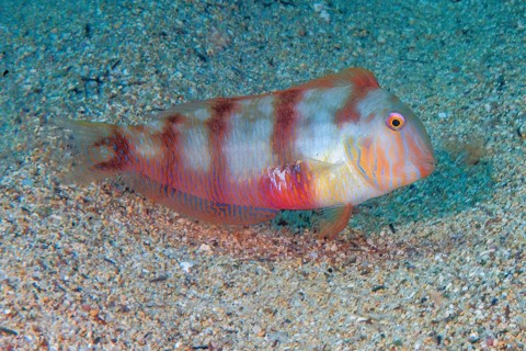 Cutter knifefish (Xyrichtys novacula) Mediterranean cutter knifefish, protogynous hermaphrodite,