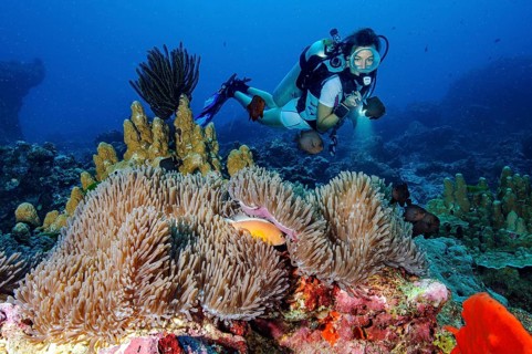 Underwater photo Diver observing symbiotic behaviour of orangeback white anemonefish (Amphiprion