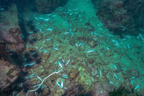 Dead fish at the bottom of the sea after using dynamite for illegal dynamite fishing, Indian Ocean