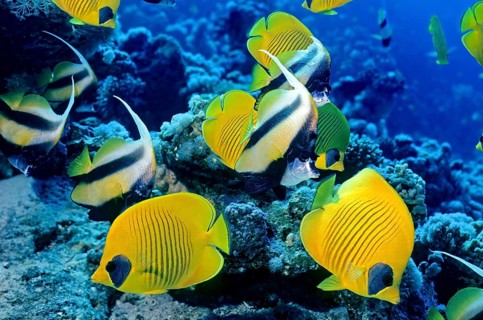 Underwater photo below Masked butterflyfish (Chaetodon semilarvatus) with black eye spot, behind it