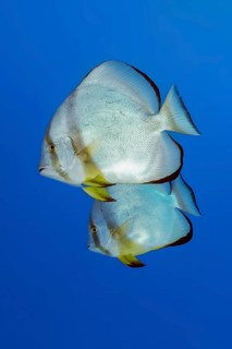 Pair of two specimens of common batfish (Platax orbicularis) Round-headed batfish, Red Sea, Egypt