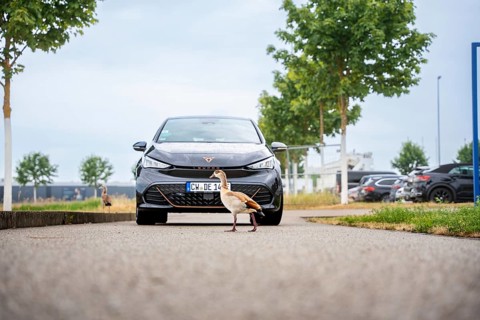 Black car on a road with a passing duck on a cloudy day, Deer E-Car Sharing, Cupra electric car,