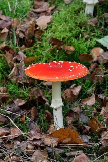 Red fly agaric (Amanita muscaria), fruiting body, in autumn leaves, close-up, Wilnsdorf, North