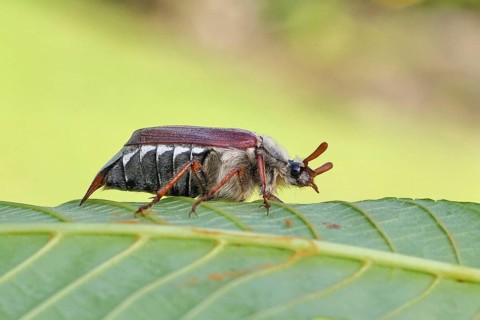 May beetle, wood cockchafer (Melolontha hippocastani), male, on leaf of a horse chestnut (Aesculus