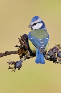 Blue tit (Parus caeruleus), sitting on a branch in a blackthorn bush, (Prunus spinosa), sloes, with