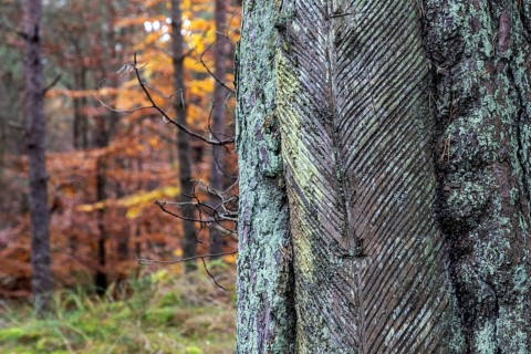 Pine tree (Pinus) with cut-in resin conductive chips, resin extraction until 1990, Darßwald, Darß,